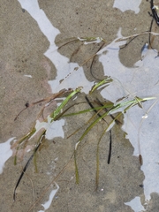 Zosteraceae
