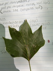 Acer floridanum