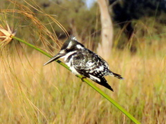 Ceryle rudis rudis