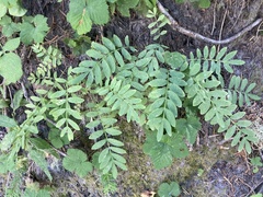 Polemonium californicum