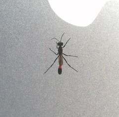 Ammophila sabulosa