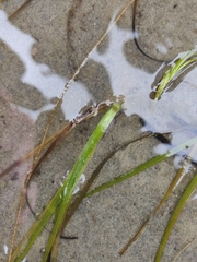 Zosteraceae