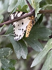 Abraxas grossulariata