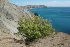 Pistacia atlantica mutica