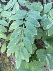 Polemonium californicum