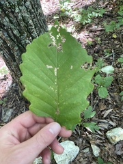 Quercus montana