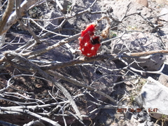 Peniocereus striatus