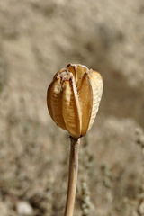 Tulipa sylvestris australis