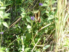 Heraclides andraemon