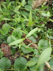 Stellaria longifolia