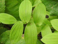 Uvularia grandiflora