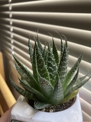 Aristaloe aristata