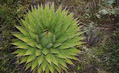 Agave obscura