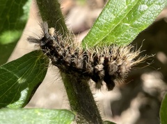 Dasychira meridionalis