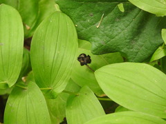 Uvularia grandiflora