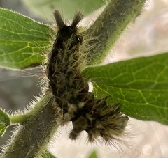 Dasychira meridionalis
