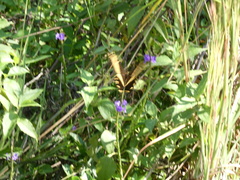 Heraclides andraemon