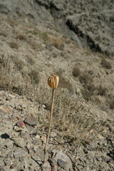 Tulipa sylvestris australis