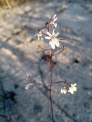 Nemesia bicornis