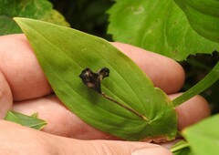 Uvularia grandiflora