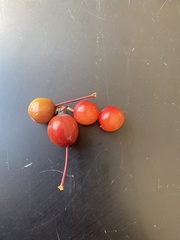 Malus baccata