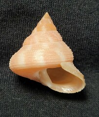 Calliostoma euglyptum