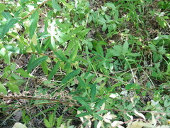 Euphorbia semivillosa