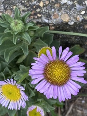 Erigeron glaucus