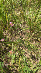 Trifolium resupinatum
