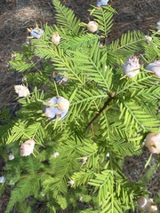 Taxodiomyia cupressiananassa