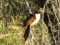 Centropus cupreicaudus