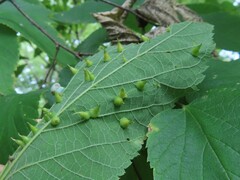 Celticecis spiniformis