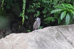 Tigrisoma fasciatum