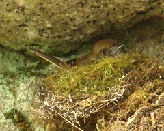 Hirundinea ferruginea