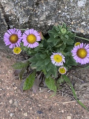 Erigeron glaucus