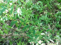 Euphorbia semivillosa