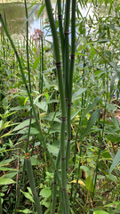 Equisetum hyemale