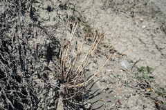 Tragopogon pusillus