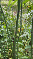 Equisetum hyemale