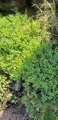 Sedum nuttallii