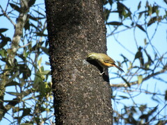 Microspingus cabanisi