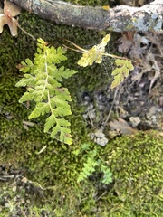 Woodsia obtusa