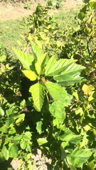 Physocarpus opulifolius