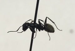 Camponotus pennsylvanicus