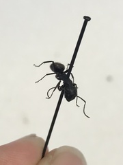 Camponotus pennsylvanicus