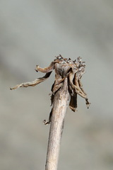Tragopogon pusillus