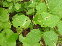 Lonicera hirsuta