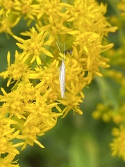 Homoeosoma electella