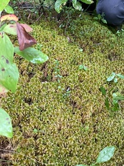 Sphagnum flavicomans