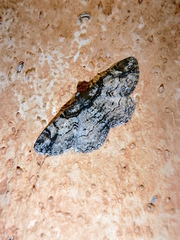 Iridopsis defectaria